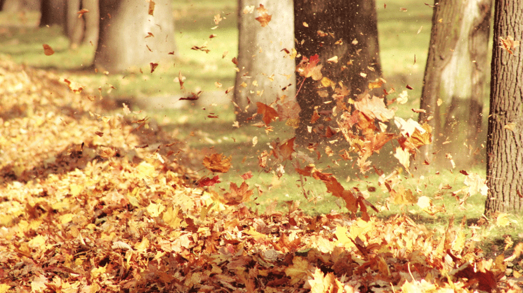 Cosa vuol dire “increspato”?